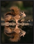 Eekhoorn, Red Squirrel, Sciurus vulgaris Location: Hof van Twente, the Netherlands eekhoorn 2 MG 6174 kopie